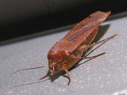 Image of Large Yellow Underwing