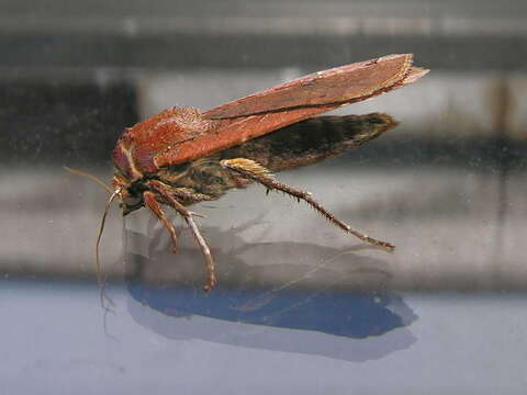 Image of Large Yellow Underwing