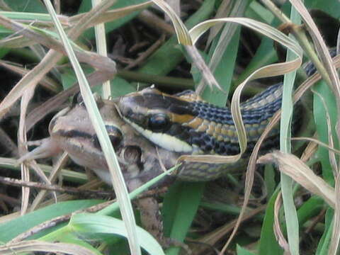 Plancia ëd Lygophis lineatus (Linnaeus 1758)