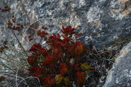 Image of <i>Crassula <i>atropurpurea</i></i> var. atropurpurea