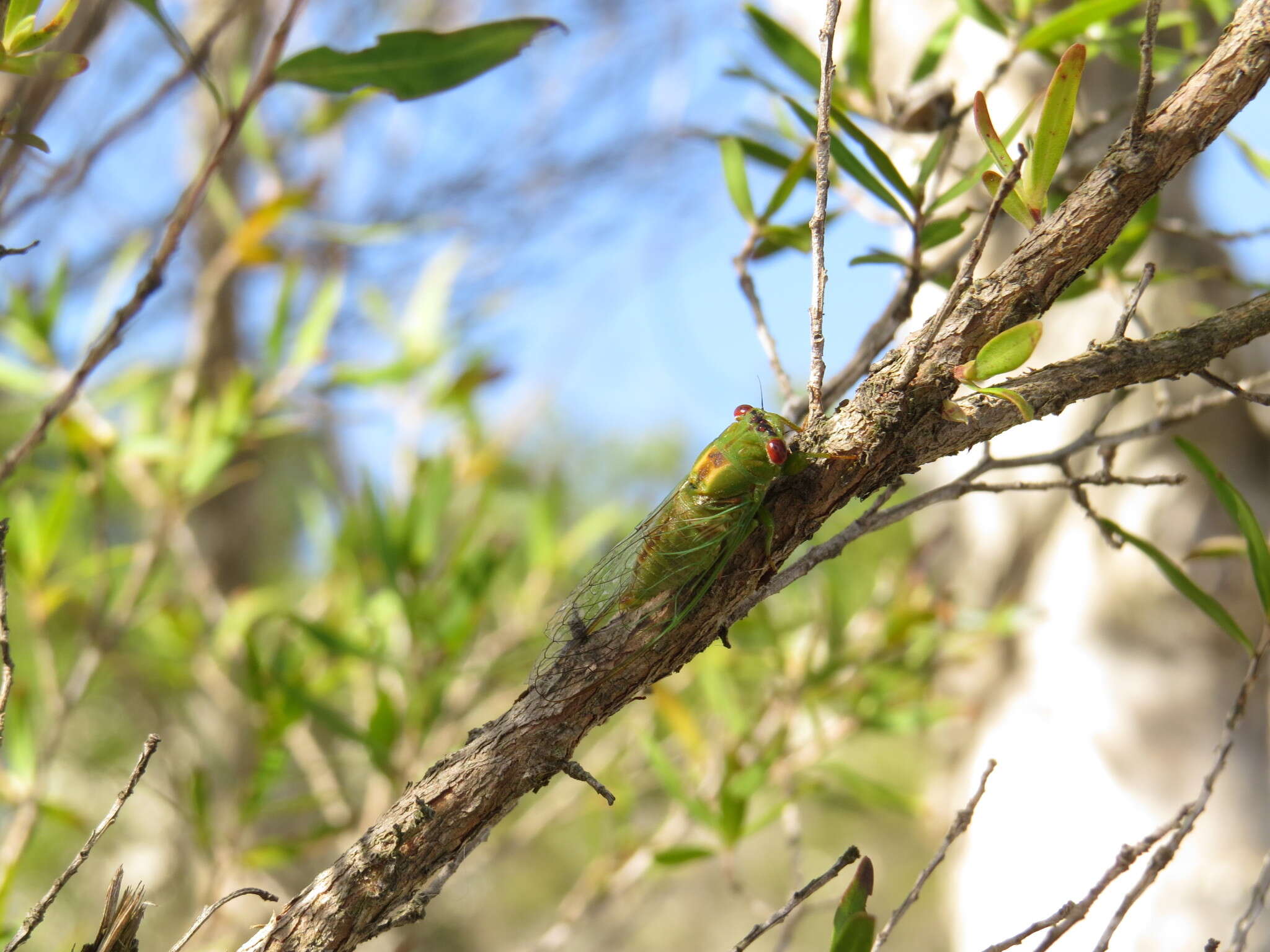 Plancia ëd <i>Ewartia roberti</i>