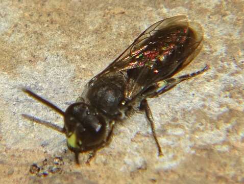 Image of Hylaeus nivicola Meade-Waldo 1923