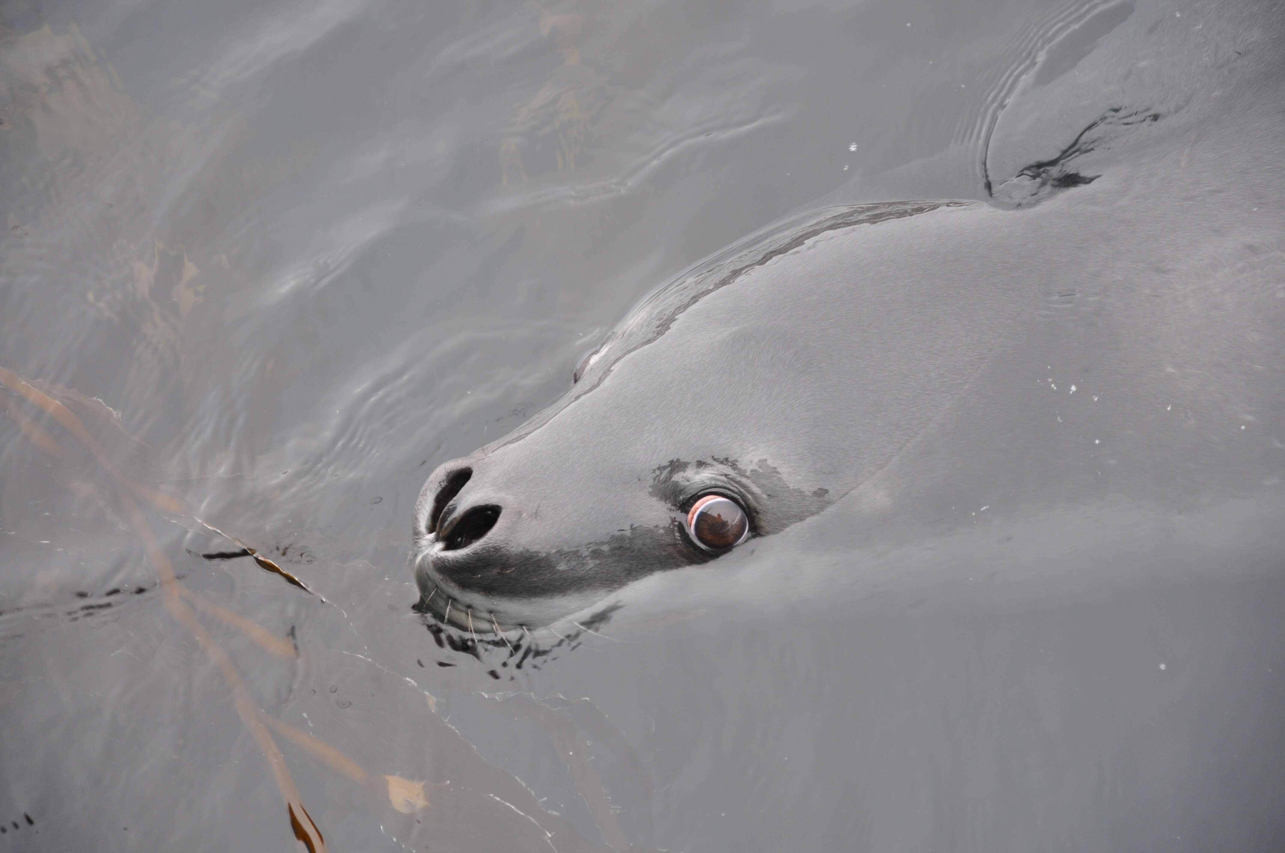 Image of leopard seal