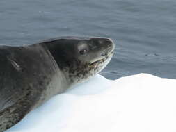 Image of leopard seal