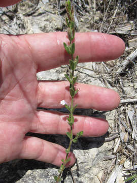 Hedeoma reverchonii (A. Gray) A. Gray resmi