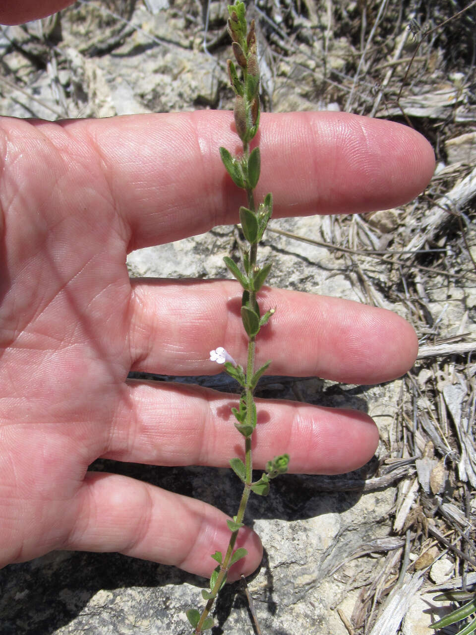 Hedeoma reverchonii (A. Gray) A. Gray resmi