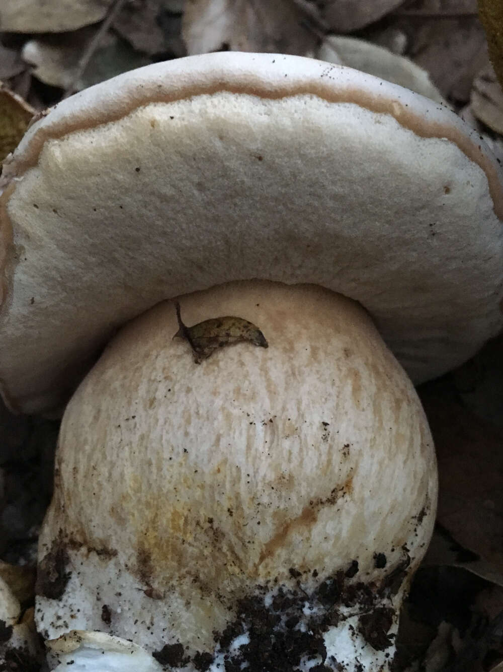 Sivun Boletus barrowsii Thiers & A. H. Sm. 1976 kuva