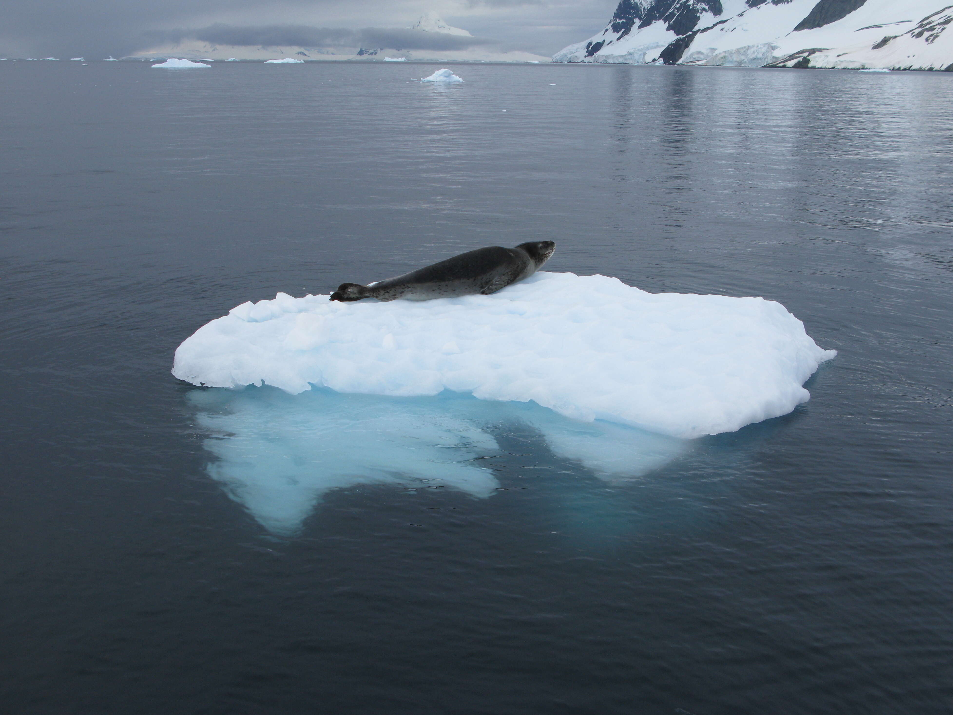 Image of leopard seal