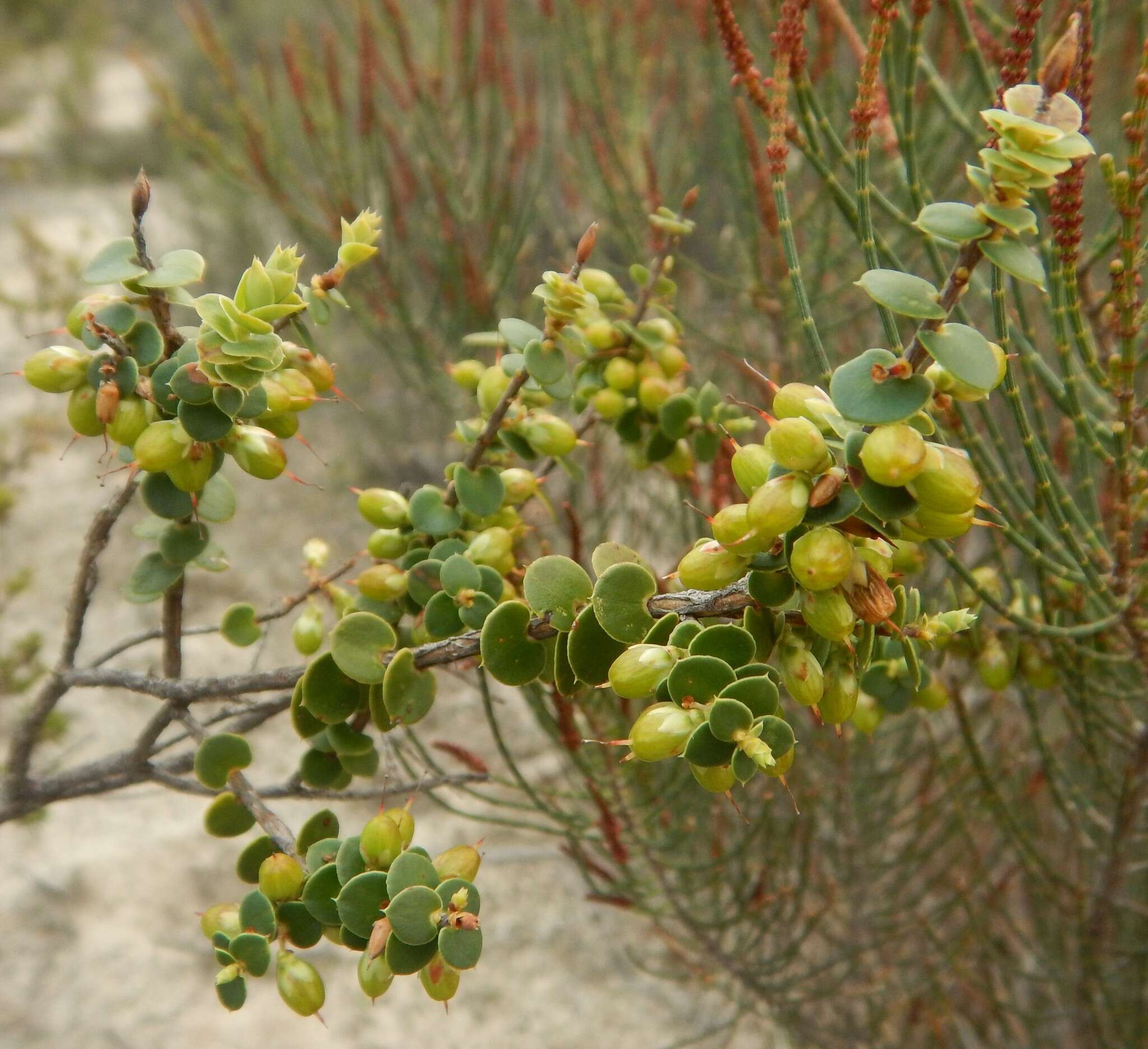 Image of Leucopogon cordifolius Lindl.