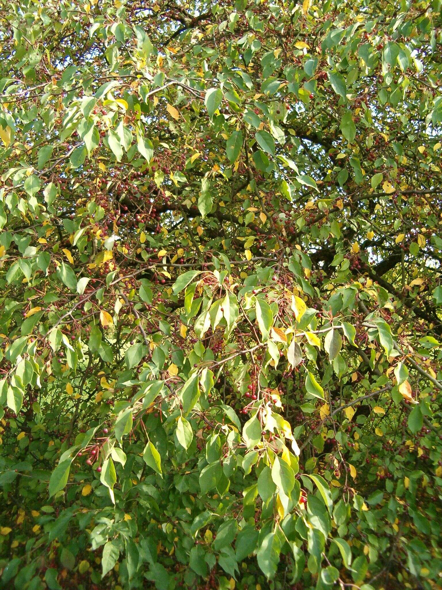 Image of Manchurian crab apple