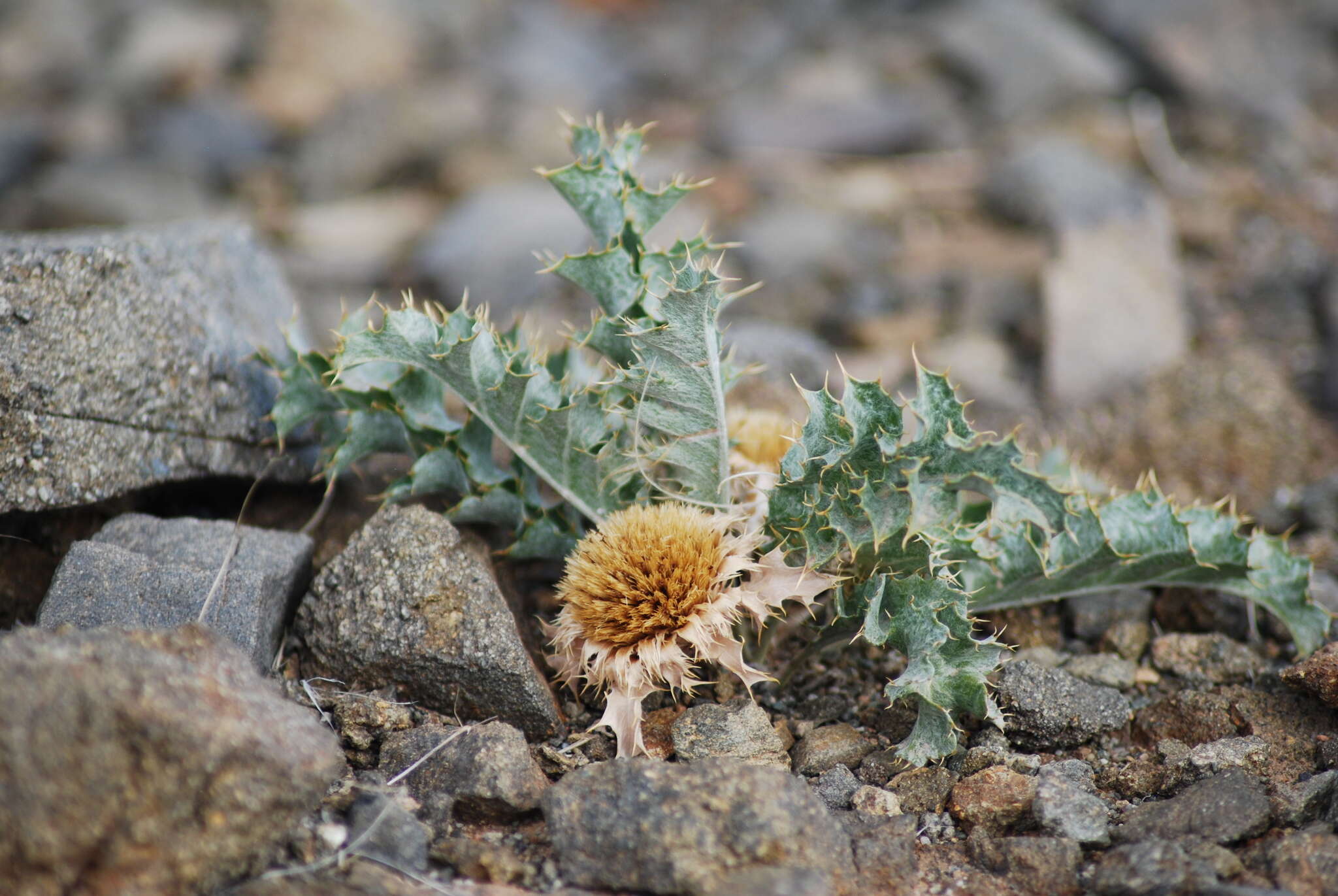 Image of Tugarinovia mongolica Iljin