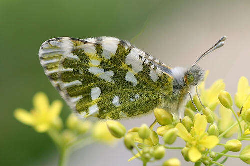 Слика од Euchloe simplonia (Boisduval 1828)