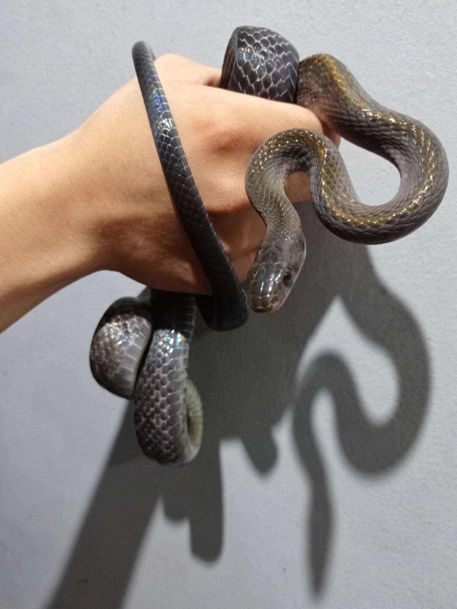 Image of Black Copper Rat Snake