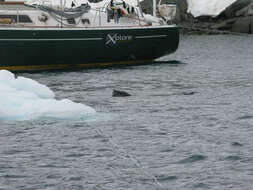 Image of leopard seal