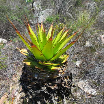 Image of Aloe lineata var. lineata