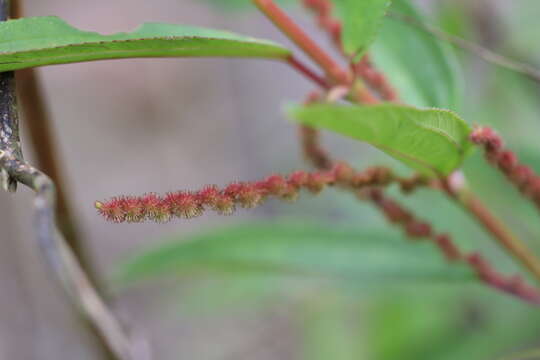 Image of Boehmeria densiflora Hook. & Arn.