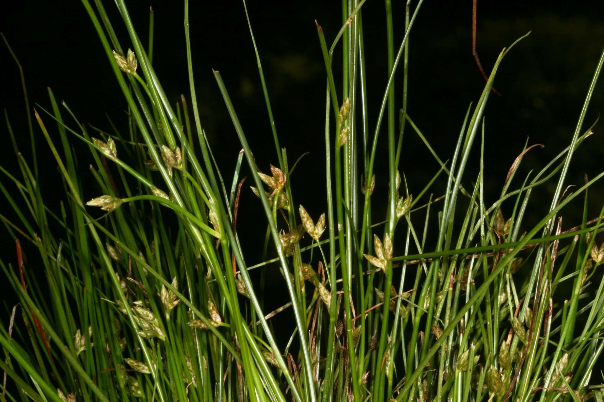 Sivun Schoenoplectiella hallii (A. Gray) Lye kuva