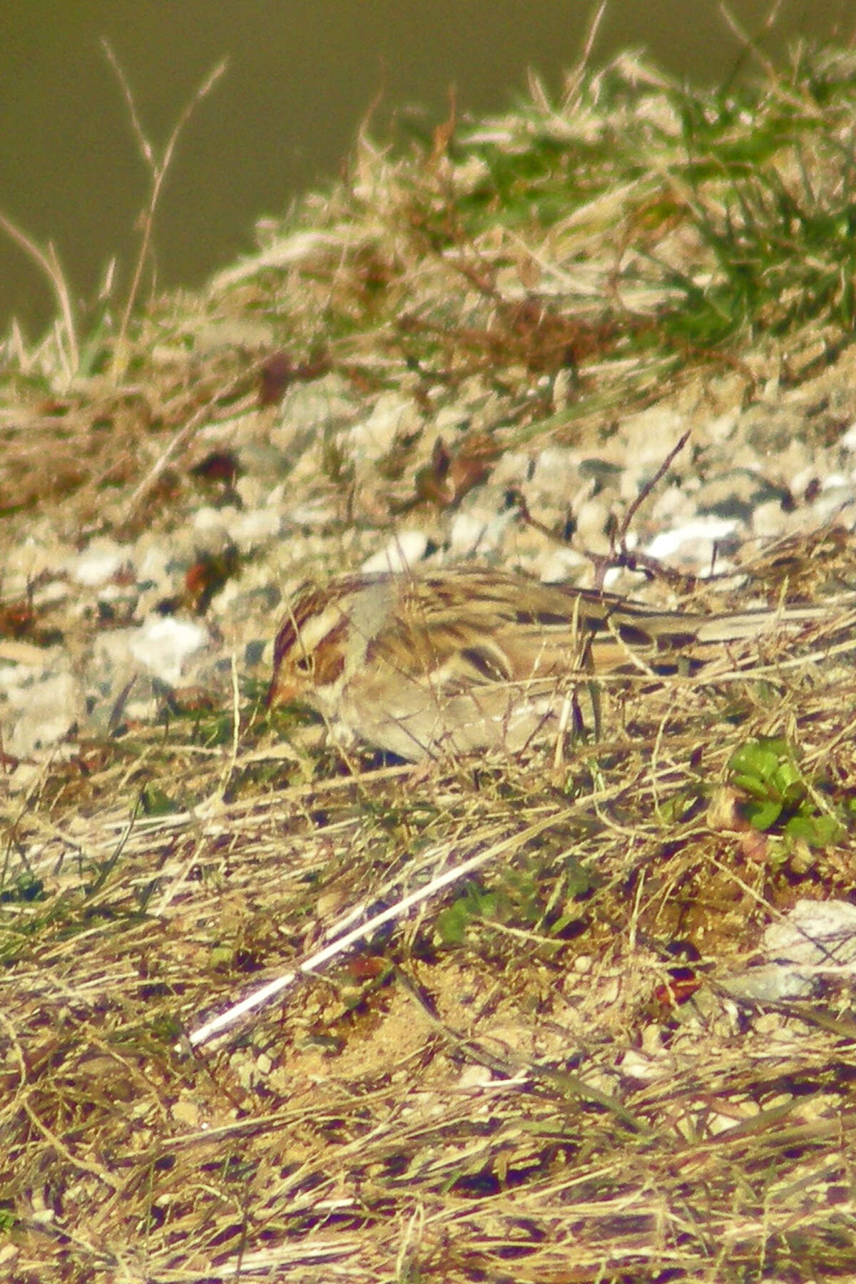 Image of Clay-colored Sparrow