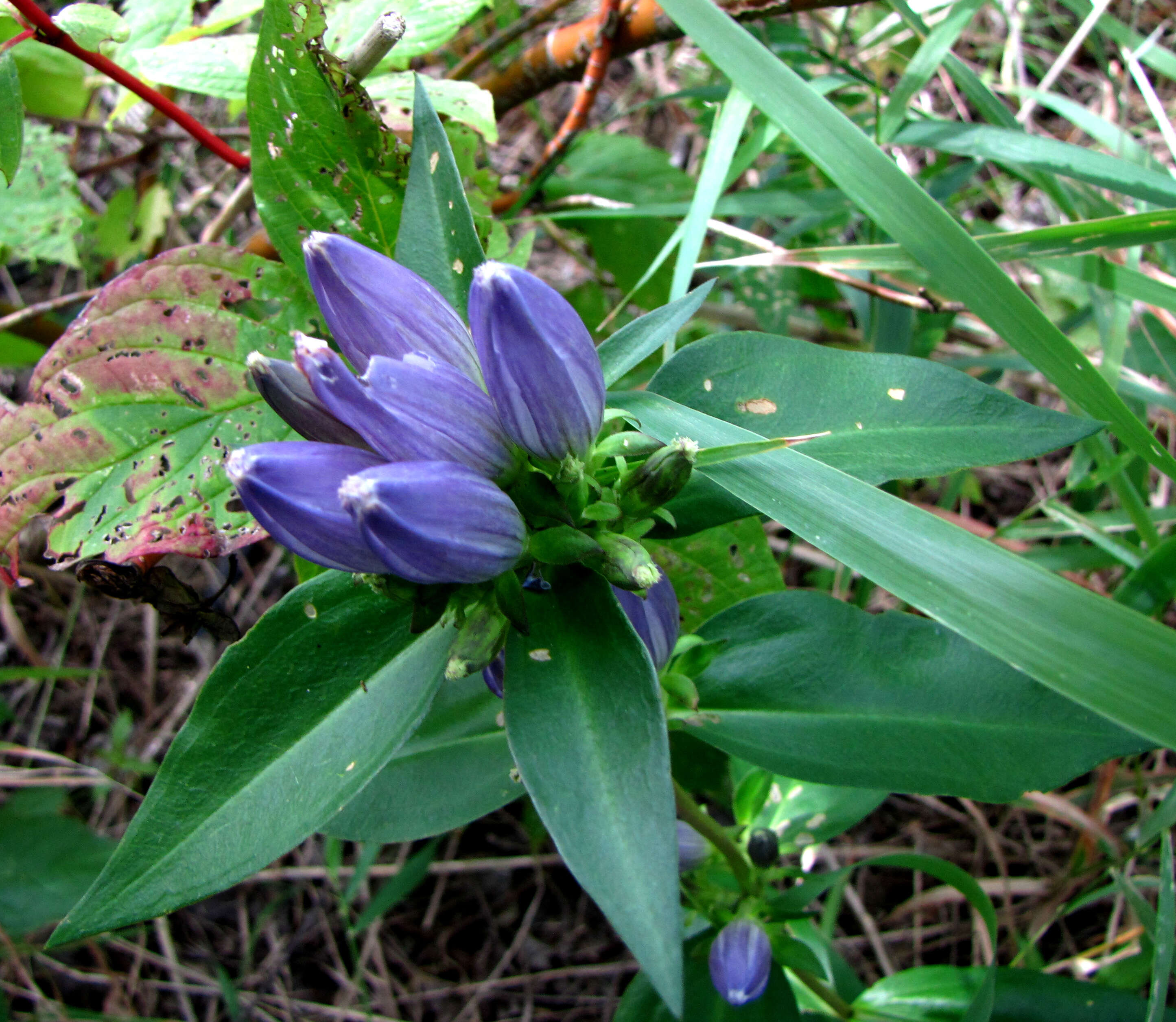 Gentiana andrewsii Griseb.的圖片