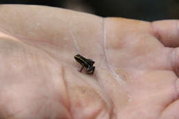 Image de Eleutherodactylus iberia Estrada & Hedges 1996