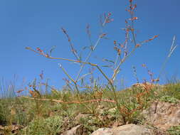 Image de Persicaria angustifolia (Pall.) Ronse Decraene