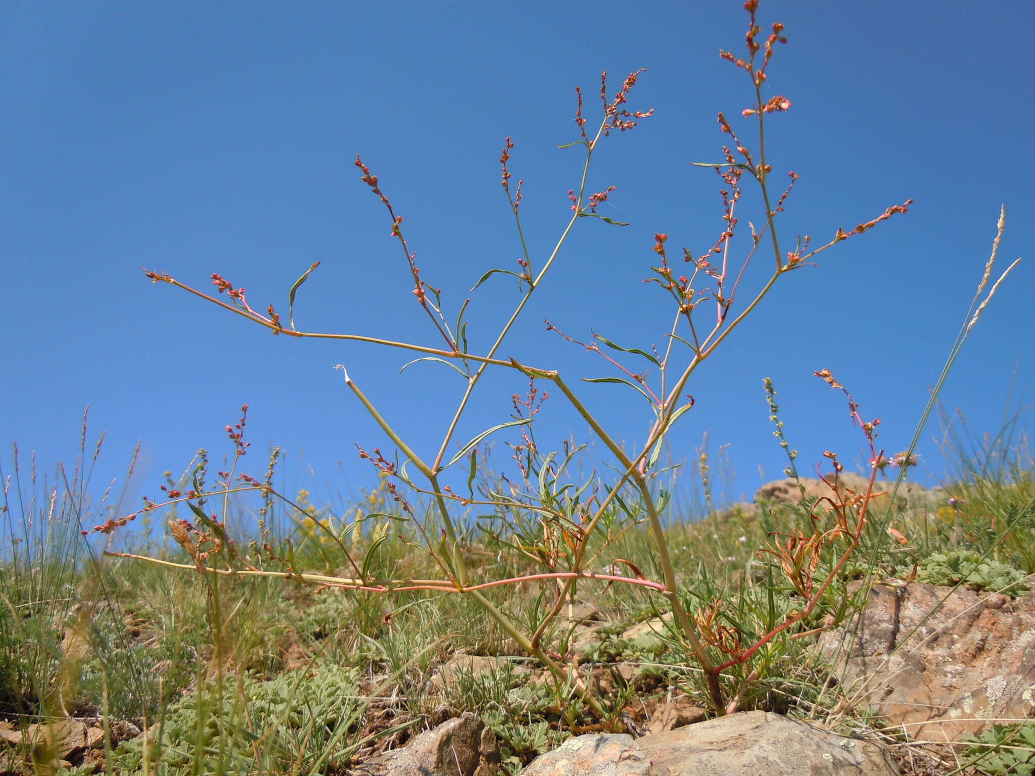 Image de Persicaria angustifolia (Pall.) Ronse Decraene