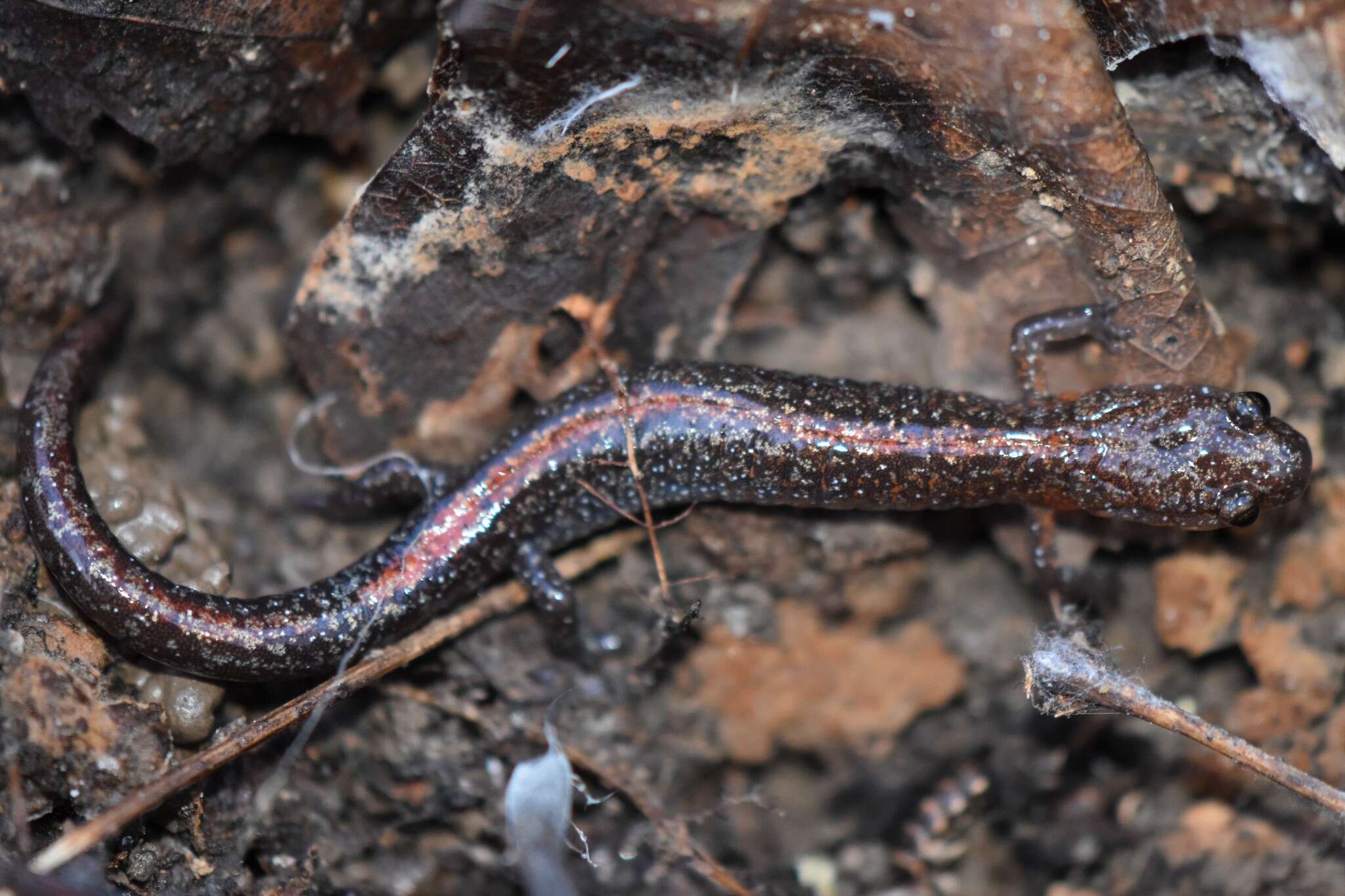 Image of Ozark Zigzag Salamander