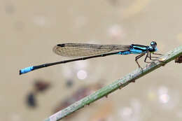 Image of Acanthagrion quadratum Selys 1876