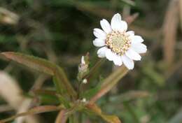 Image of Sneezeweed