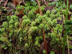 Image of Sphagnum rubiginosum Flatberg 1993