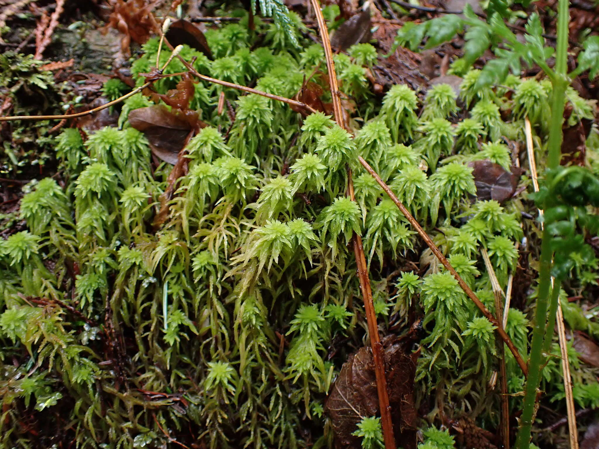 Imagem de Sphagnum rubiginosum Flatberg 1993