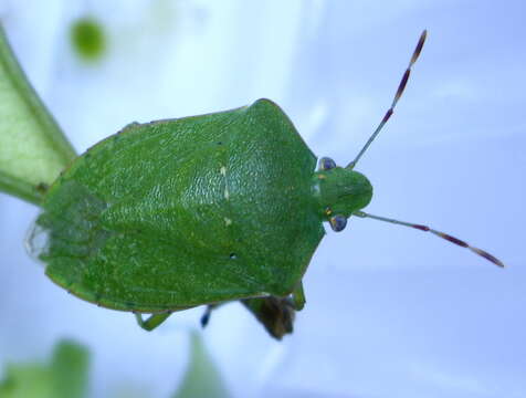 Image of Southern green stink bug