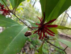 Image de Illicium floridanum Ellis