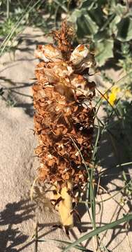 Image of Orobanche densiflora Salzm. ex Reuter