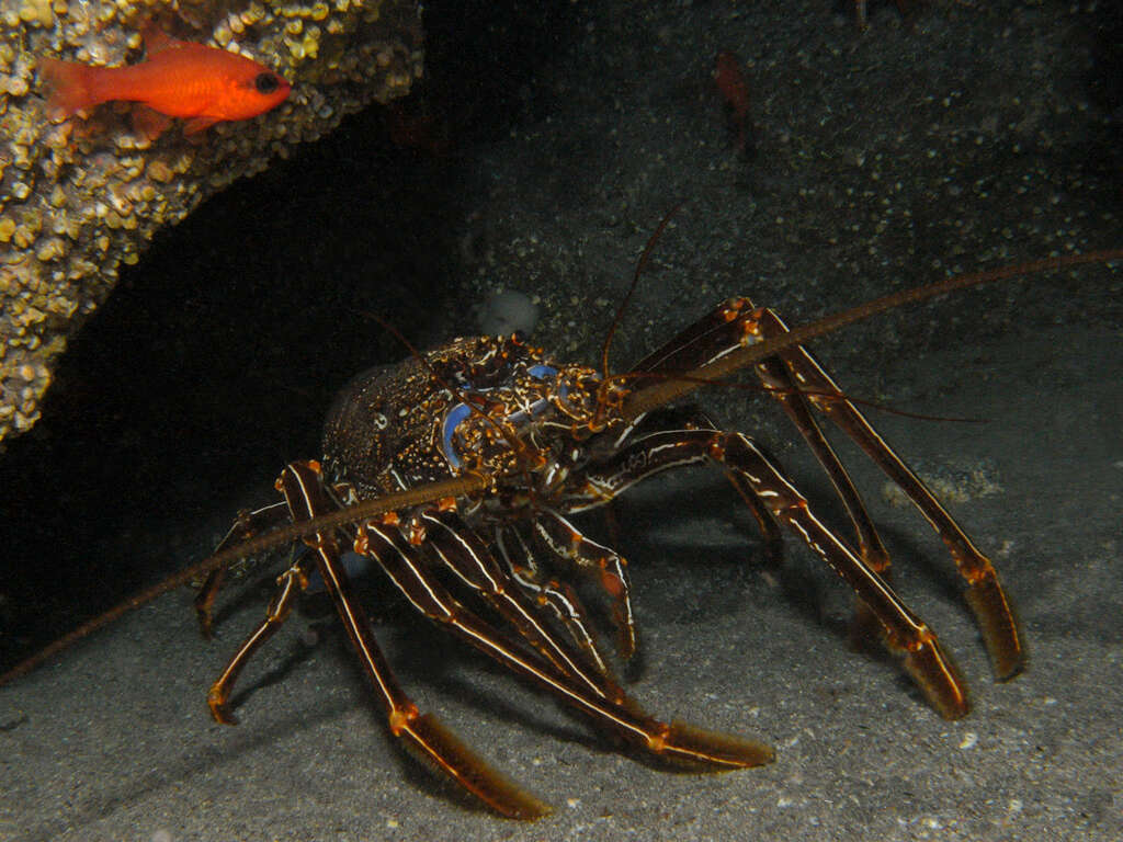 Image of Brown Spiny Lobster
