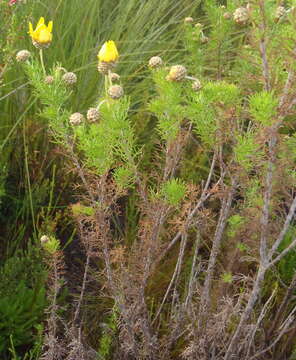 Image of Ursinia scariosa subsp. scariosa