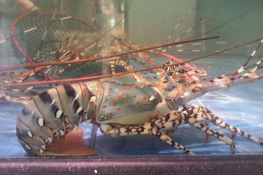 Image of Ornate Spiny Lobster