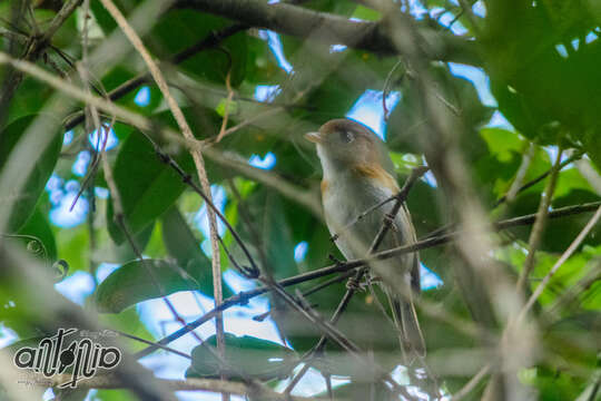 Image of Cozumel Vireo