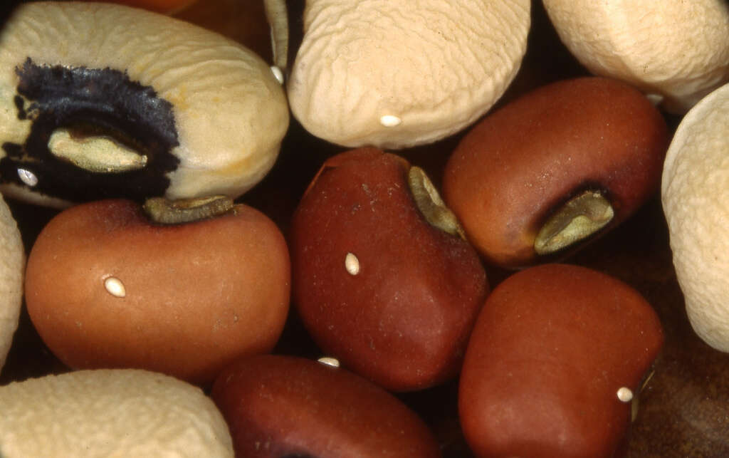 Image of adzuki bean