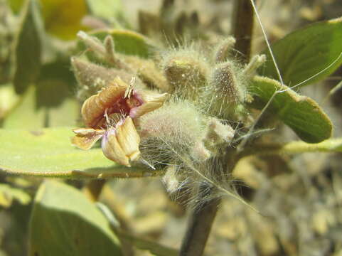 Image of Petalidium pilosibracteolatum Merxm. & Hainz