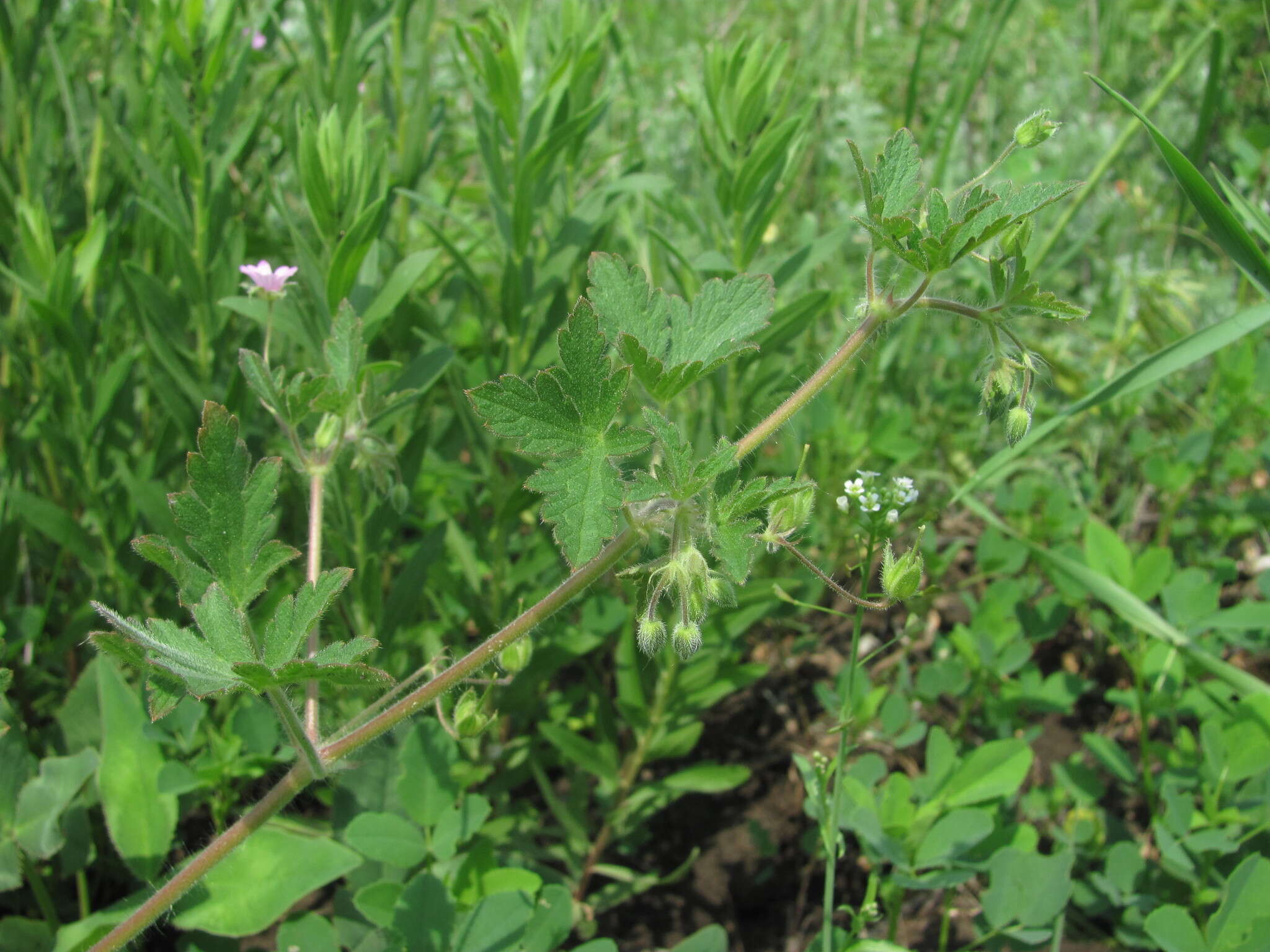 Image of fanleaf geranium