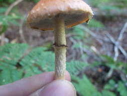 Image of Leratiomyces squamosus var. thraustus (Kalchbr.) Bridge & Spooner