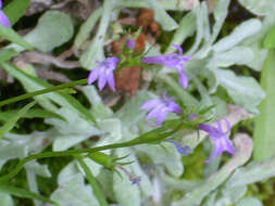 Image of Lobelia urens L.