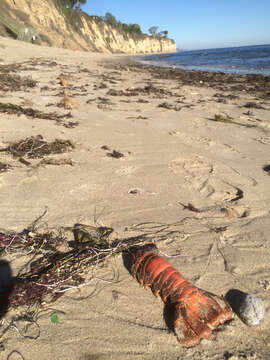 Image of California Spiny Lobster