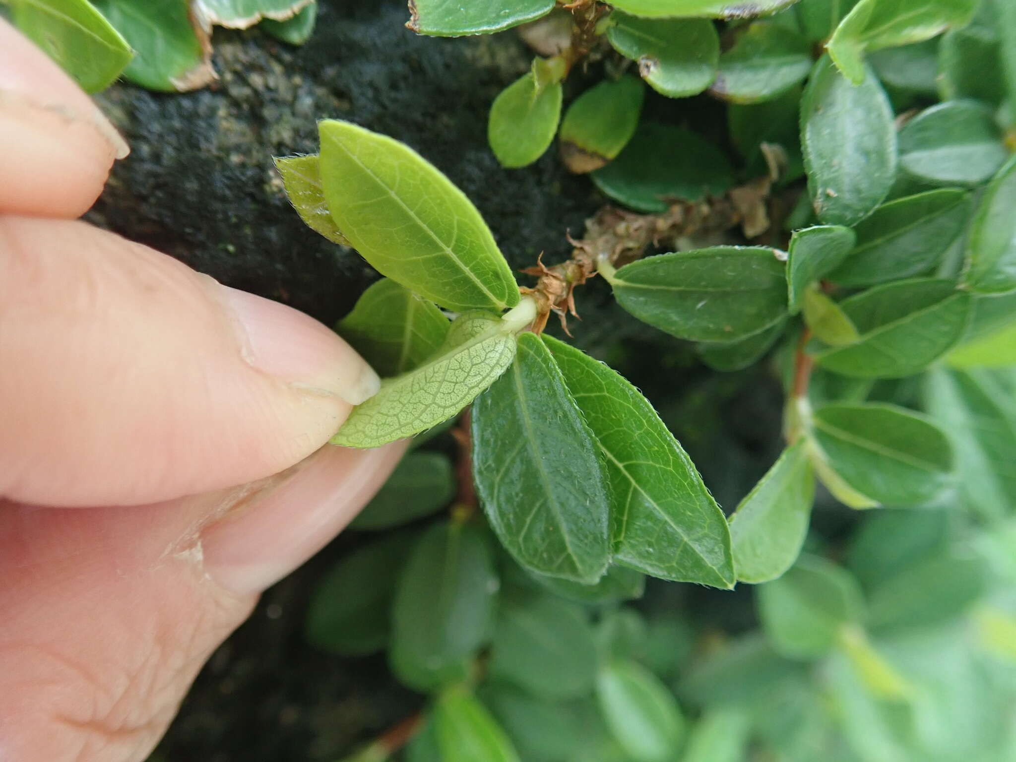 Image of Ficus vaccinioides Hemsl. & King ex King