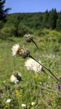 Image of Centaurea scabiosa subsp. apiculata (Ledeb.) A. D. Mikheev