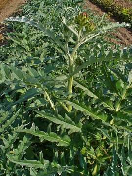 Image of cardoon