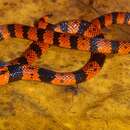 Image of Tuxtlan Coral Snake