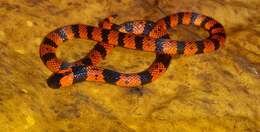 Image of Tuxtlan Coral Snake