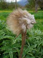 Image of cardoon